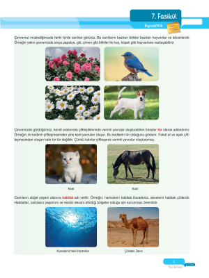 2025 - 6. Sınıf Fen Bilimleri Fasikülleri - 7 - ULTİ YAYINLARI